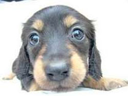 ���m�Ńy�b�g�Ɣ��܂��h