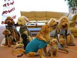 �򕌂Ńy�b�g�Ɣ��܂��h