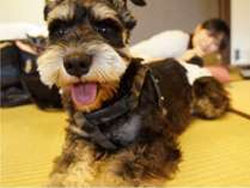 �ΐ�Ńy�b�g�Ɣ��܂��h