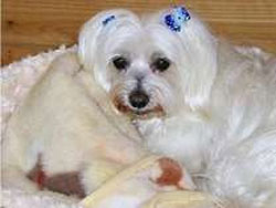 ����Ńy�b�g�Ɣ��܂��h