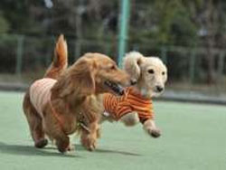 �������Ńy�b�g�Ɣ��܂��h