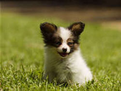 ���m�Ńy�b�g�Ɣ��܂��h