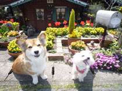 �F�{�Ńy�b�g�Ɣ��܂��h