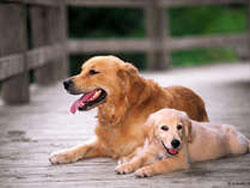 ���s�Ńy�b�g�Ɣ��܂��h