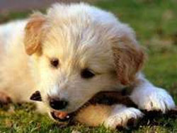 ���R�Ńy�b�g�Ɣ��܂��h