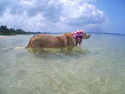 ����Ńy�b�g�Ɣ��܂��h