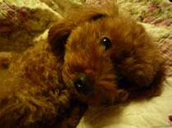 ���Ńy�b�g�Ɣ��܂��h