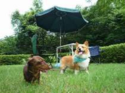 �����Ńy�b�g�Ɣ��܂��h