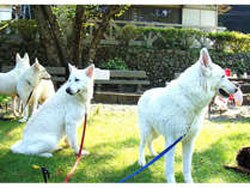 �����Ńy�b�g�Ɣ��܂��h