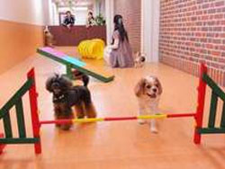 東京でペットと泊まれる宿