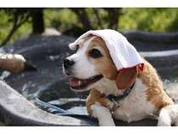 �Ȗ؂Ńy�b�g�Ɣ��܂��h