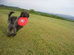 �x�R�Ńy�b�g�Ɣ��܂��h