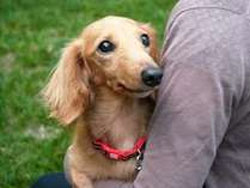 �R���Ńy�b�g�Ɣ��܂��h